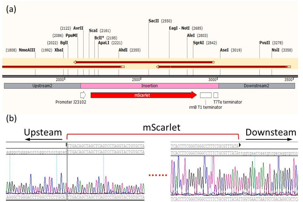 雙質(zhì)?；蚓庉? /> 
</p>
<p>
	圖2 mScarlet基因敲入后大腸桿菌基因組序列。（a）敲入位點(diǎn)上下游基因圖譜及測(cè)序組裝示意圖，（b）敲入位點(diǎn)上下游測(cè)序序列峰形圖。
</p>
<p style=